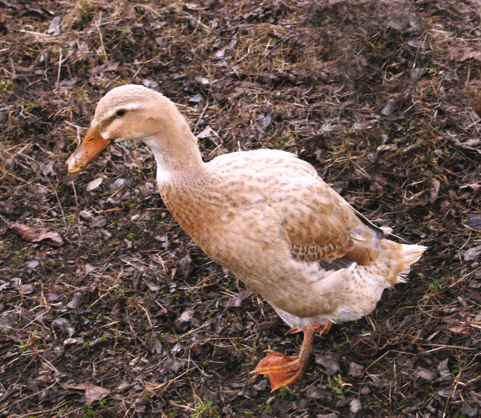 Kachna Lyska