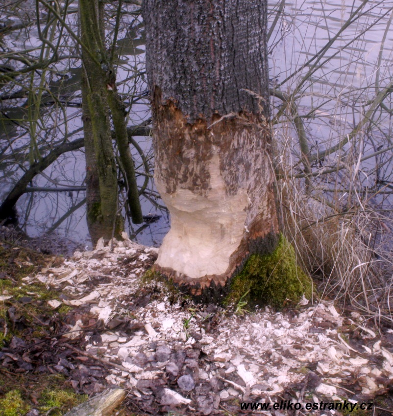 Bobrem ohryzaný strom