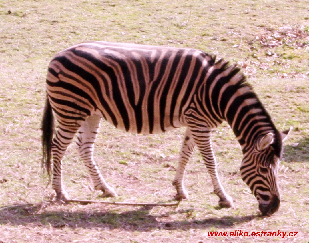 Zebra 1