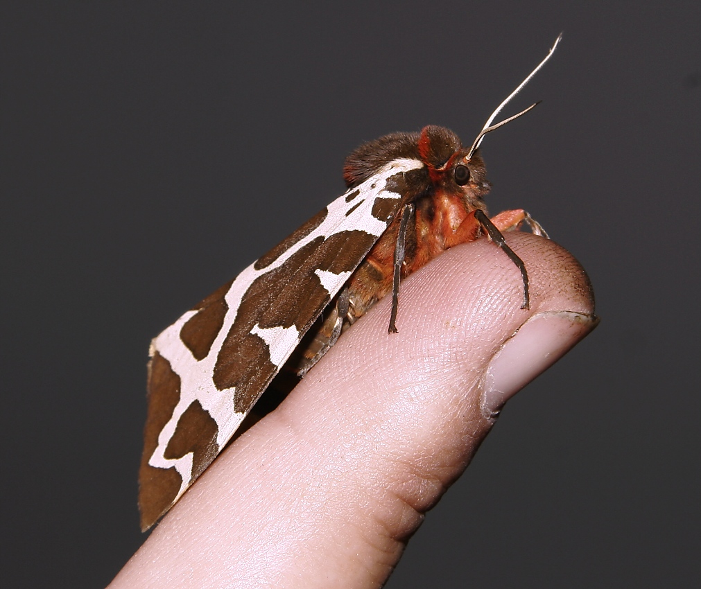 Přástevník medvědí 1