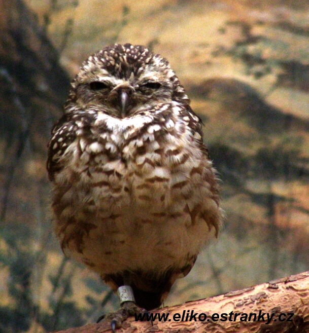 Sova Králičí