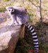 Lemur Kata 1