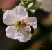 Včela Medonosná 1