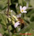 Včela Medonosná 2