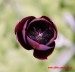 Fialový tulipán